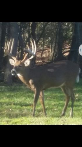 Pennsylvania Whitetail Hunts!!