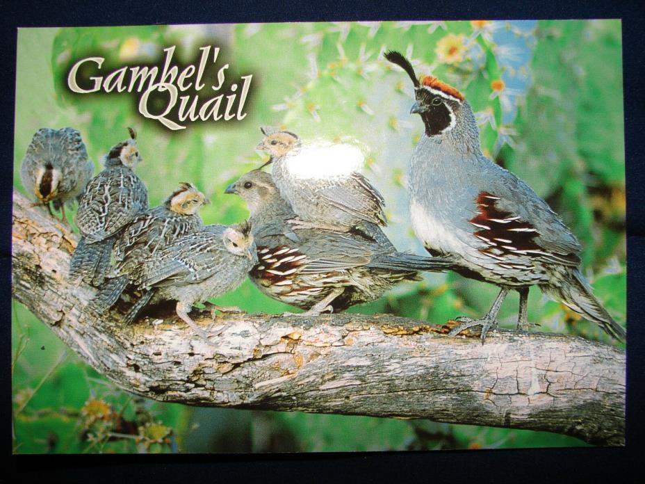 Gambel's Quail Arizona New Mexico Southwest hunting gamebird Postcard