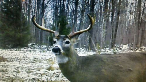 Trophy whitetail deer hunts PENNSYLVANIA, 6 DAYS,MEALS,LODGING, SEMI GUIDED