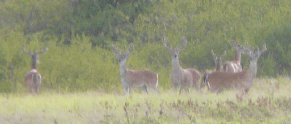 Texas White Tail Deer Archery Hunts Eastland Co.Texas