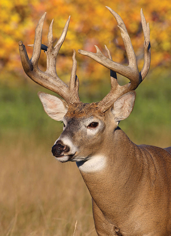 JAGERMISTER OUTFITTERS-IOWA WHITETAIL DEER HUNT-PUBLIC LAND-ARCHERY ONLY 5 DAYS