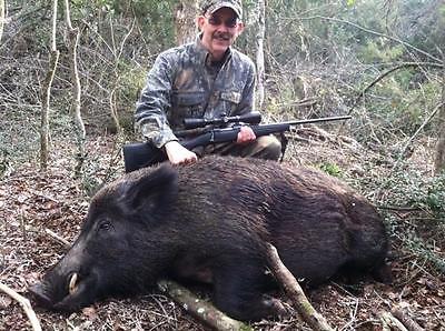 Wild Hog Hunts