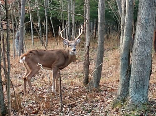 Trophy Whitetail Deer HuntsBidding on deposit only.