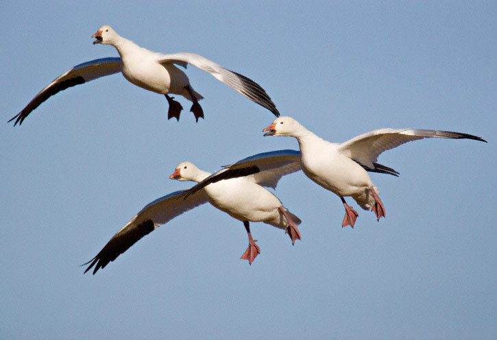 IOWA SPRING SNOW GOOSE HUNTS- GUIDED- JAGERMISTER OUTFITTERS- 2019-2 HUNTERS/DAY