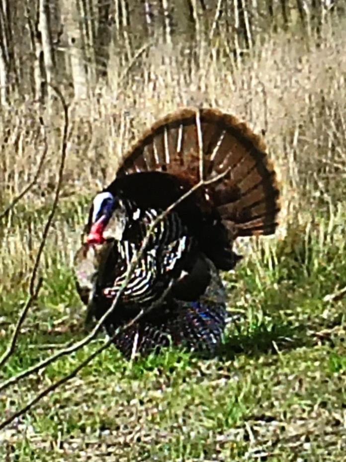 2019 SPRING TURKEY HUNT INDIANA