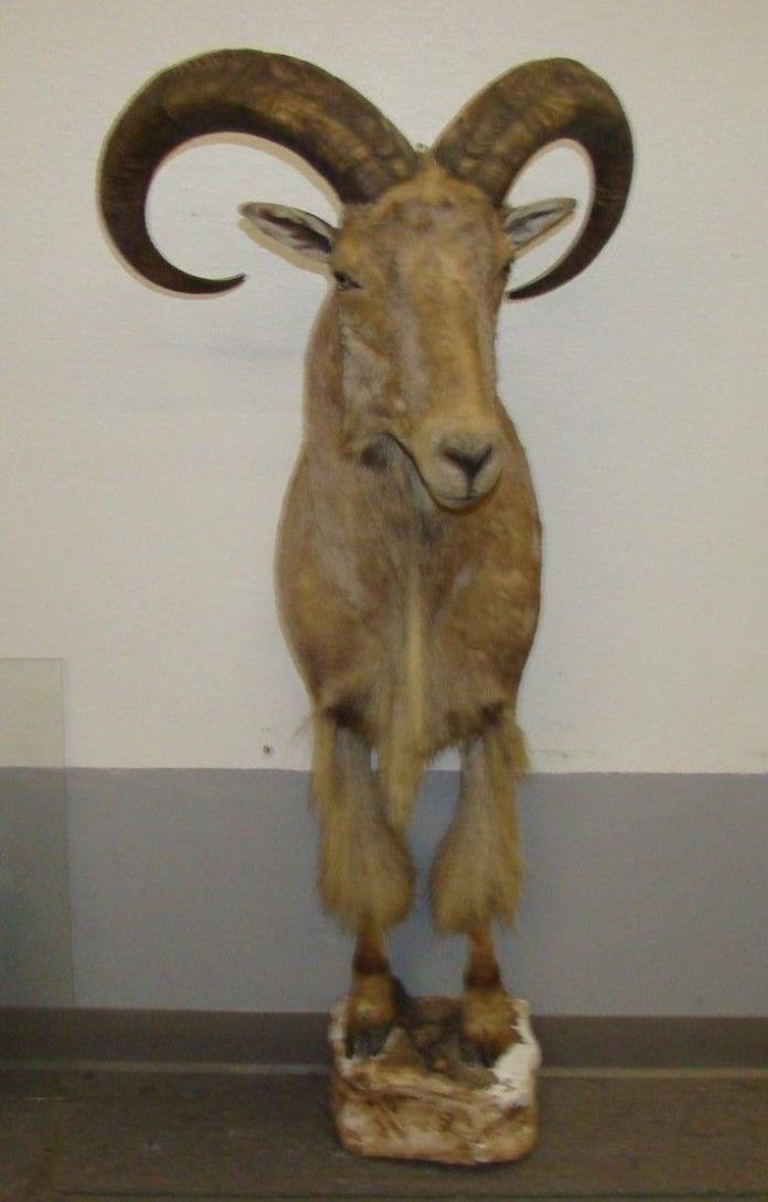 Fully frant Guided Aoudad Hunts in Texas Taxidermy Mount | Sheep Head Mouflon