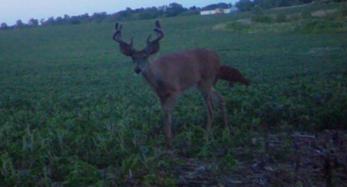 2019 Archery season hunt outfitter guided whitetail hunting trip