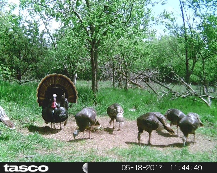 Kansas Semi Guided Turkey Hunts 2018