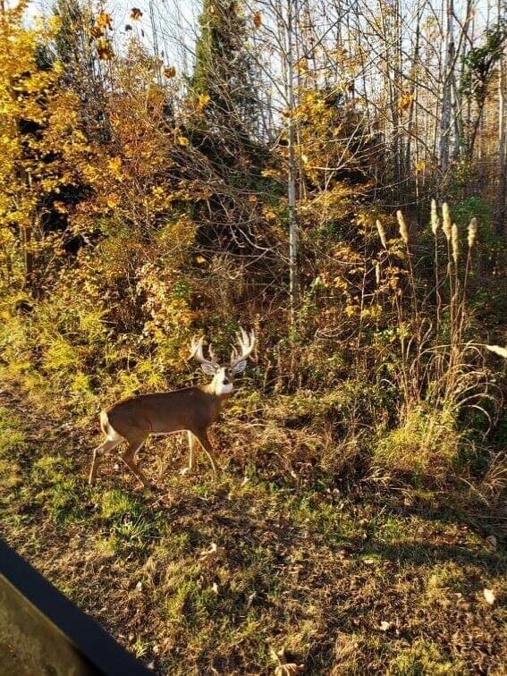 Western Kentucky Whitetail Deer Hunting Preserve