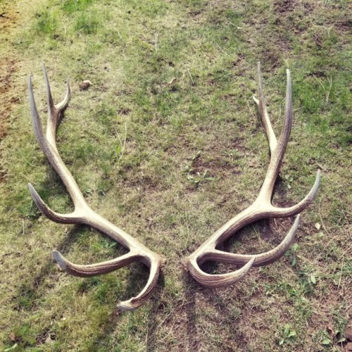 LARGE Brown Elk Antler Sheds Set Pair Deer Moose TAXIDERMY Mount Log Cabin Decor