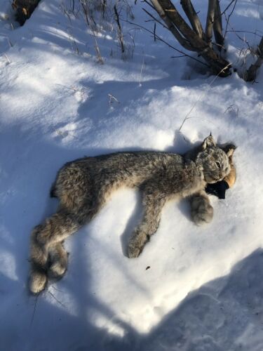 Whole Frozen Lynx Kitten For Taxidermy