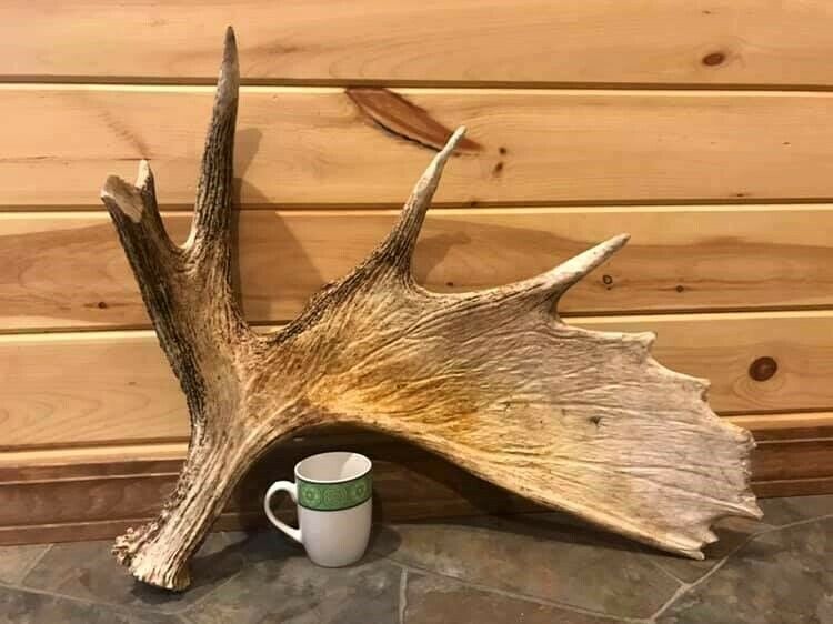 Northern Maine Moose Shed / Antler!! Deer, Crafts, Carving, Man Cave, Taxidermy