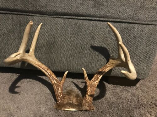 Typical Whitetail Deer Antlers 10-point Mount Pt Chew Knife Handle Skull Rack