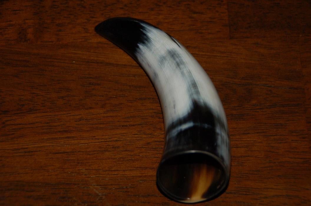 Polished Water Buffalo Horn 6 1/2