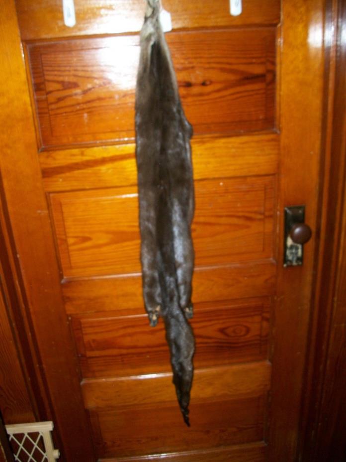 beautifull tanned RIVER OTTER fur pelt skin 4 FEET CLAW taxidermy cites TAG OF12
