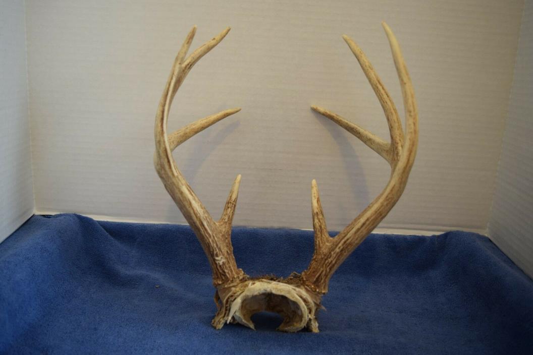 Deer Antlers Eight Point With Skull Cap
