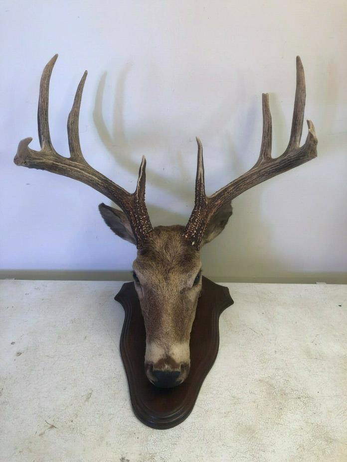 8 POINT WISCONSIN WHITETAIL BUCK DEER TAXIDERMY HEAD MOUNT 19