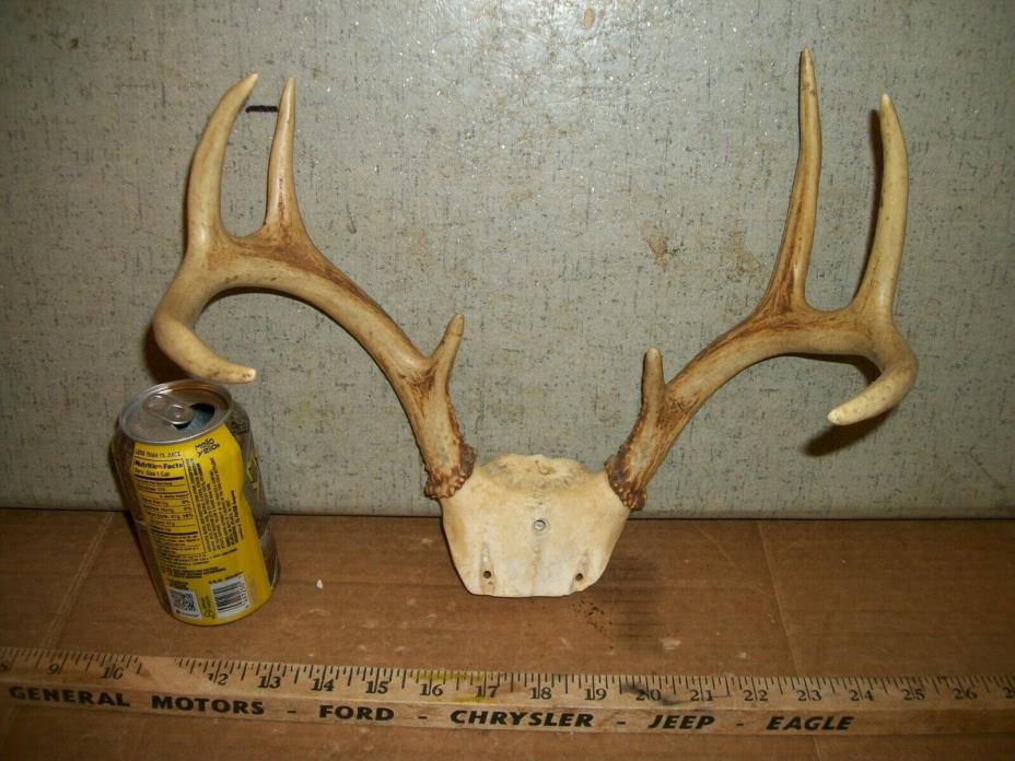 FRESH 8 pt WHITETAIL deer rack antler horn taxidermy man cave TROPHY JACKALOPE