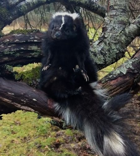 Taxidermy Lifesize Softmount Skunk