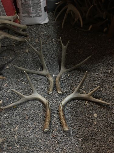 2 Sets Of Mule Deer/whitetail Antlers Horns Elk Moose Rack Monster