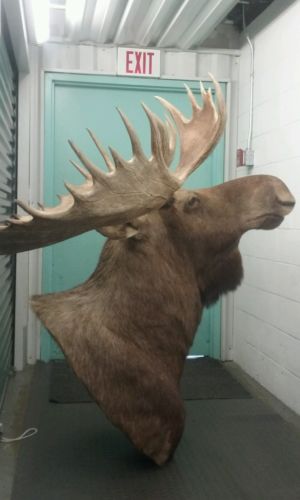 Giant Alaska bull moose mount, awesome