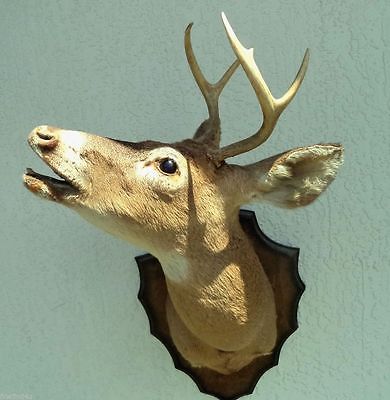 UNUSAL BUGLING WHITE TAIL TAXIDERMY MOUNT ON WOOD PLAQUE 4 PLUS POINT BUCK