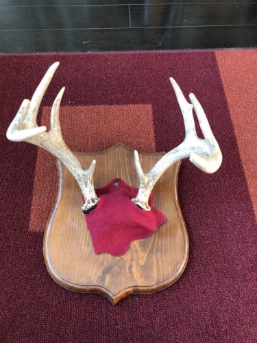 8 - 9 Point Whitetail Deer Buck Antlers Horns Rack Skull Plate Cabin *Nice Mass