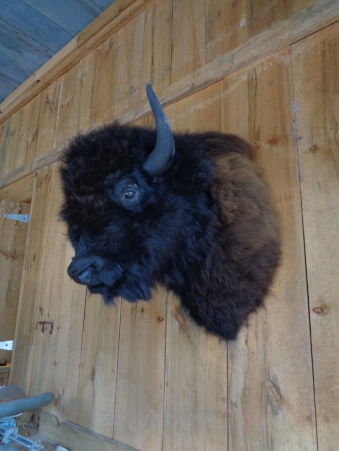 Buffalo Shoulder Mount/taxidermy/bison/hide/real #1