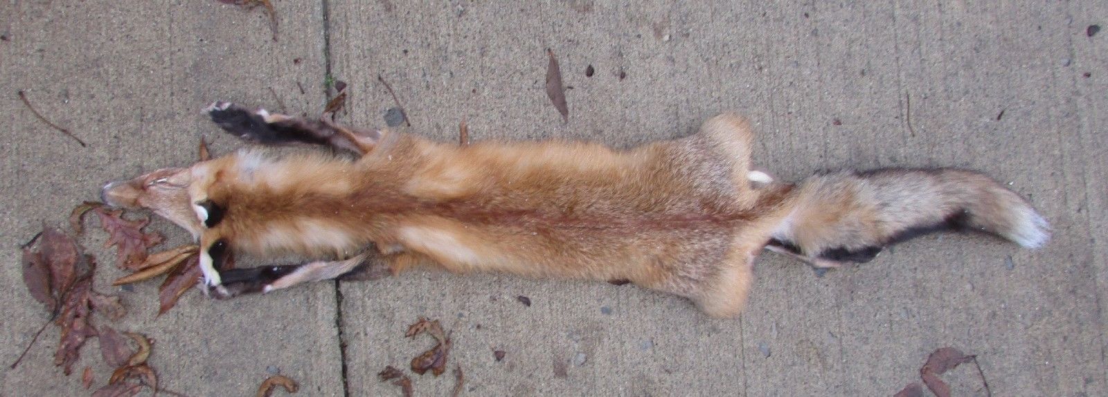 Red Fox Hide Taxidermy