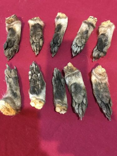 Raccoon feet cured legs art claws Witchcraft Voodoo Skull Mount Oddity Craft