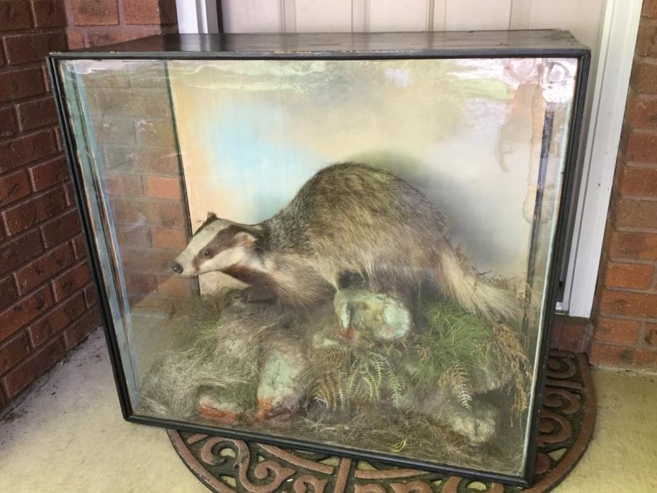 Taxidermy antique Peter Spicer Badger Please Read