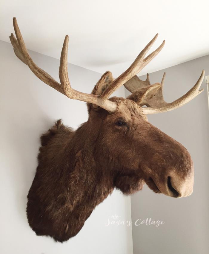 Vintage Majestic Shiras Moose Taxidermy Real Moose Head Shoulder Mount Taxidermy