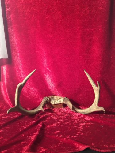 8 Point Skull Plate Deer Antler Horns
