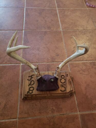 Whitetail Deer Antler 7 Point Horn Man Cave Mount Wood Plaque