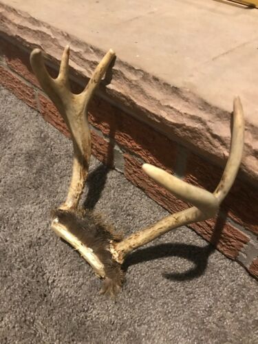 Typical Whitetail Deer Antlers 5-point Mount Pt Chew Knife Handle Skull Rack