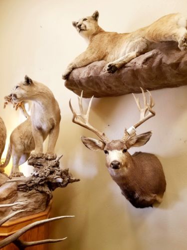 Nontypical Large Mule Deer Mount KAIBAB AZ Sheds Antlers Taxidermy Mounts NEW