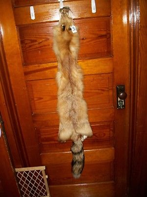 NICE tanned RED FOX HEAVY fur pelt skin taxidermy F3 man cave den cabin decor