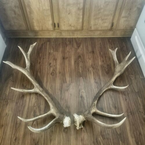 GIANT Heavy Elk Antler Shed Set Pair hunting TAXIDERMY Mount Log Cabin Decor