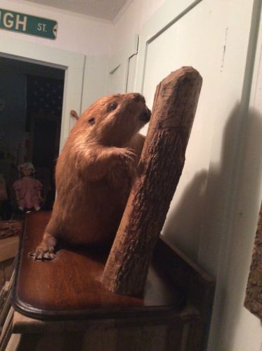 Beaver Mount Taxidermy Large