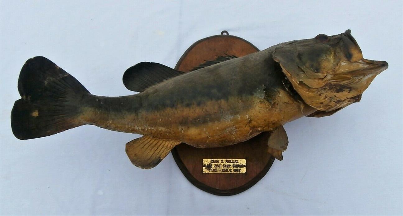 Vintage 21” Large Mouth Bass Live Skin Wall Mount