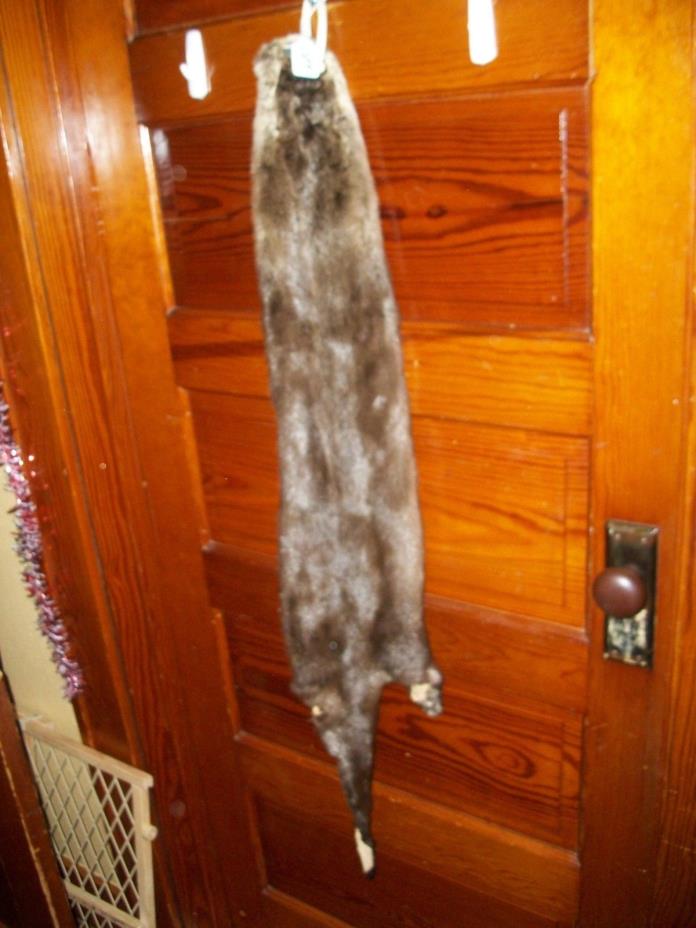 HUGE tanned RIVER OTTER fur pelt skin 4 FEET CLAW taxidermy craft cites TAG OF9