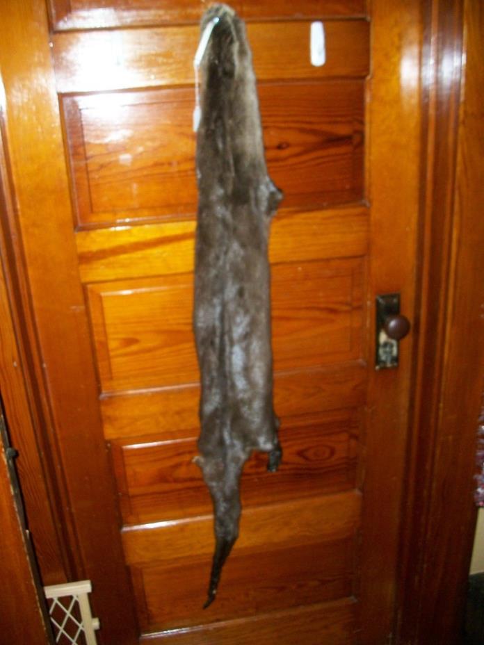 HUGE tanned RIVER OTTER fur pelt skin 4 FEET CLAW taxidermy craft cites TAG OF7