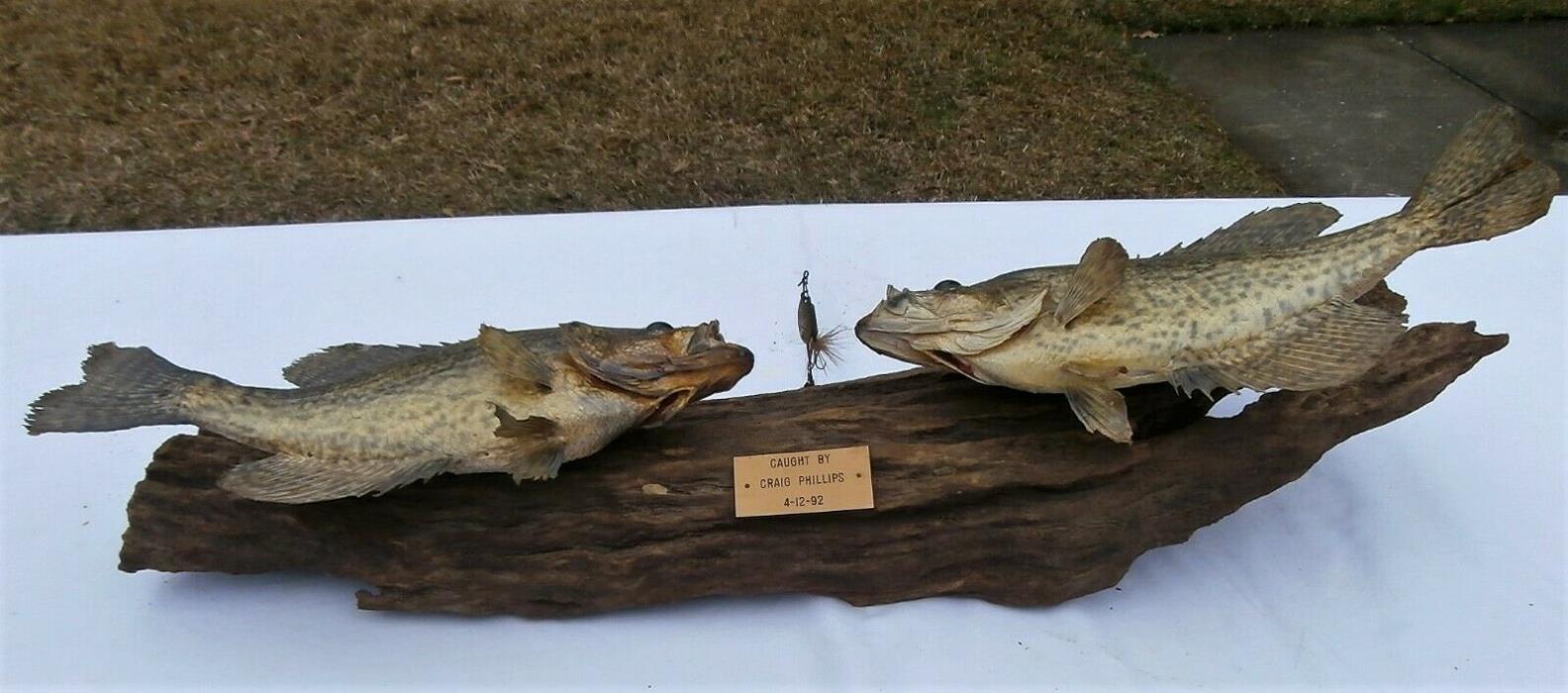 Vintage 2 Crappies on Wood Live Skin Wall Mount