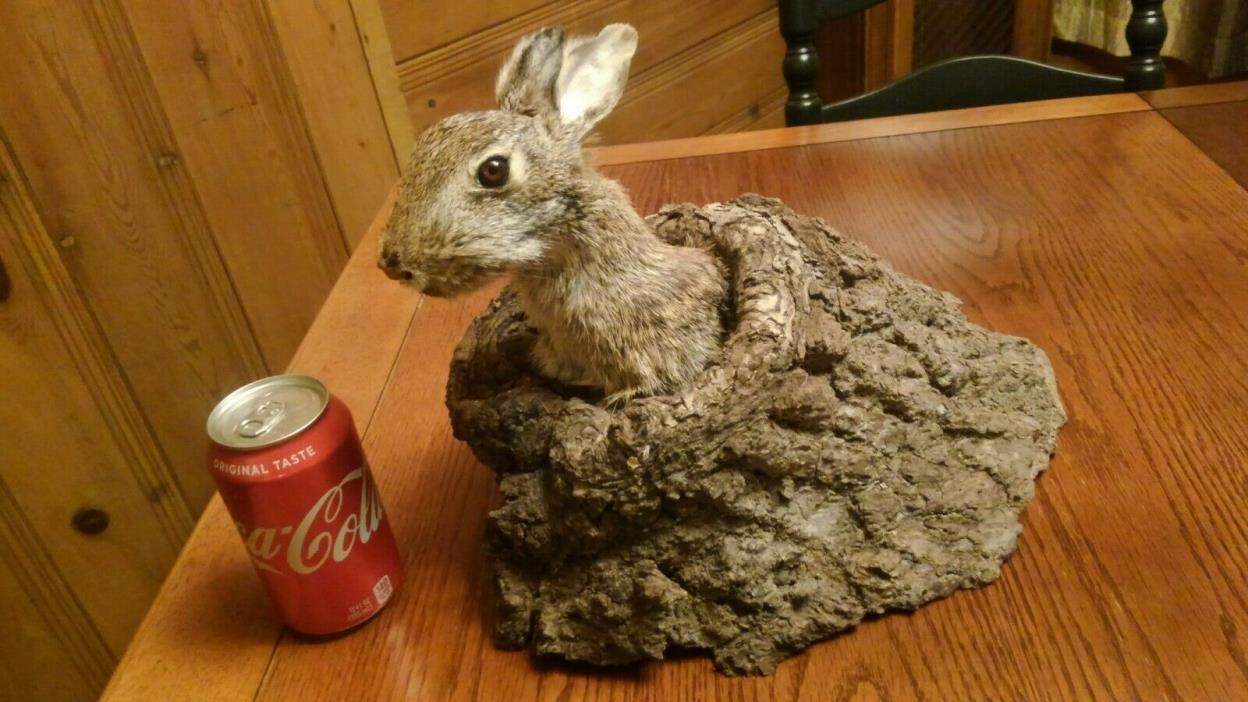 Rabbit Hunting Taxidermy Mount Den Camp Cabin Decoy Hunt Trap Hound rabbits hole