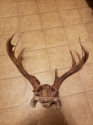 Bark Packed Whitetail Deer Wild Antler Skull Plate 8 Point Taxidermy Blow Hole