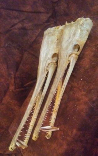taxidermy garfish skull real bone fish wild cabin decor skulls alligator teeth