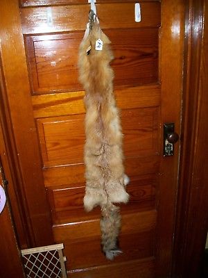 NICE tanned RED FOX HEAVY fur pelt skin taxidermy F4 man cave den cabin decor