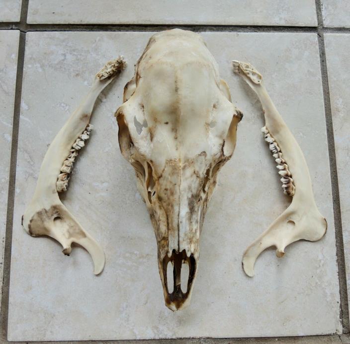 Deer Skull & Jaw Bones
