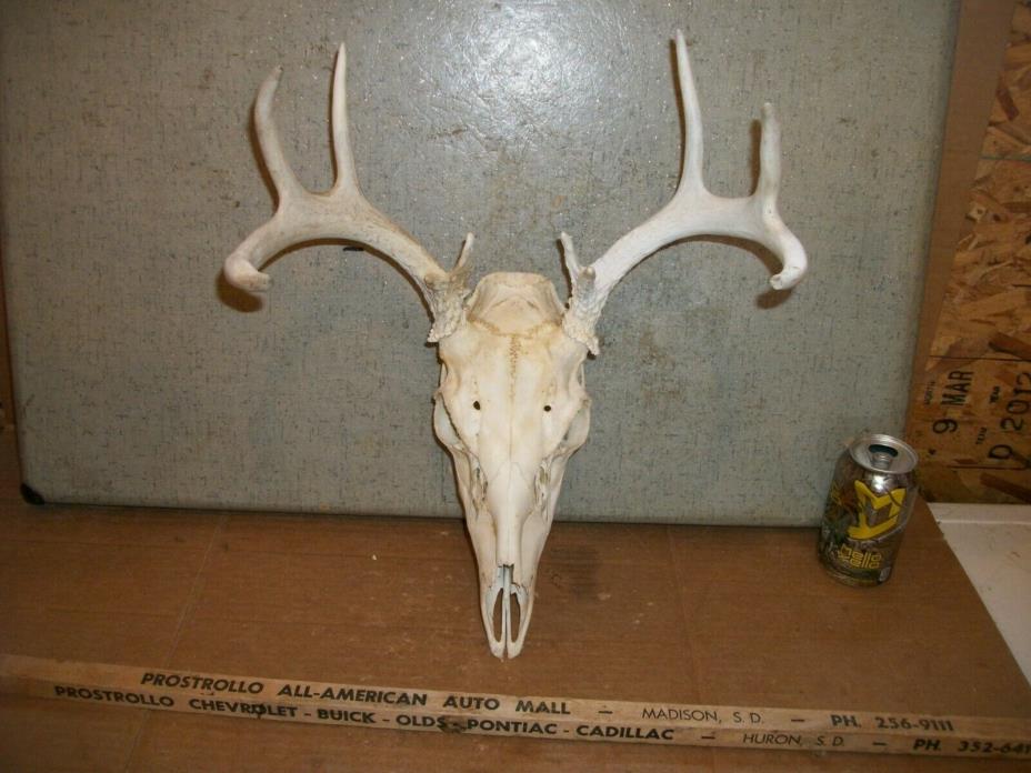 CUTE 10 POINT WHITETAIL deer rack SKULL antler horn taxidermy european MOUNT 5X5