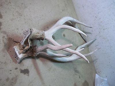 Big Long Old Pair Deer Antlers 27